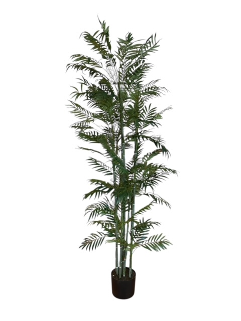 Planta