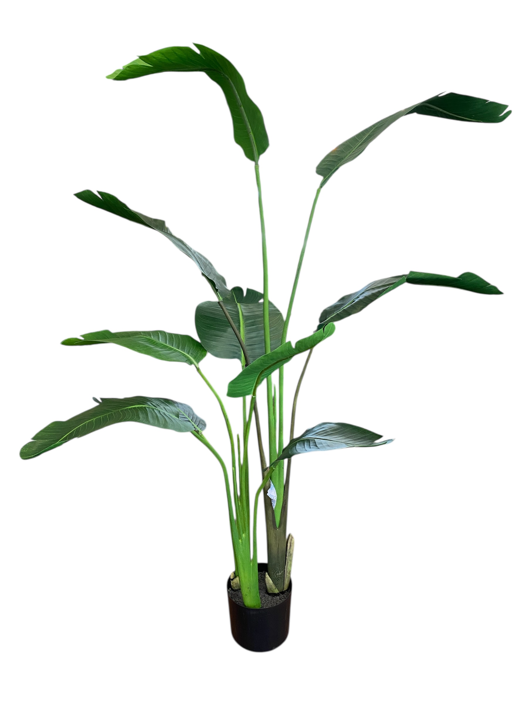 Planta